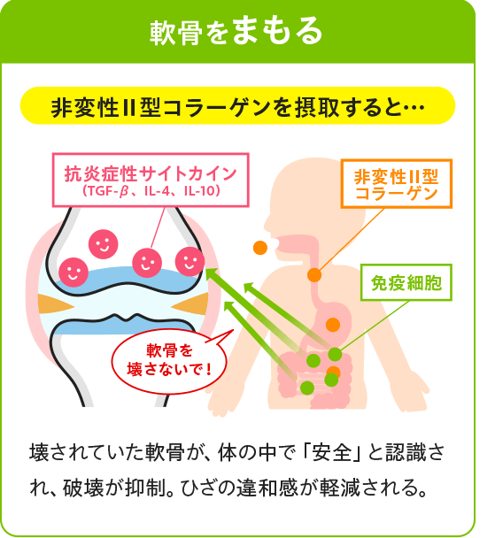 UC-Ⅱ&reg;（ユーシーツー）を摂取すると…【図：軟骨をまもる】壊されていた軟骨が、体の中で「安全」ｔ認識され、破壊が抑制。ひざの違和感が軽減される。