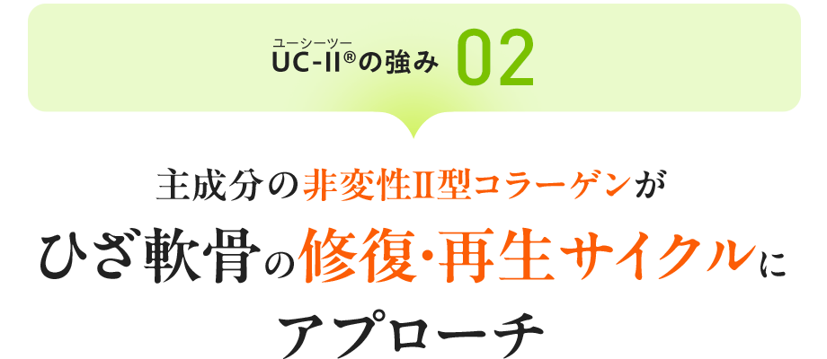 UC-Ⅱ&reg;（ユーシーツー）の強み02：主成分の非変性Ⅱ型コラーゲンが ひざ軟骨の修復・再生サイクルにアプローチ