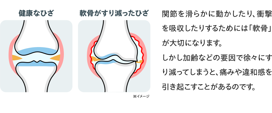 関節を滑らかに動かしたり、衝撃を吸収したりするためには「軟骨」が大切になります。しかし加齢などの要因で徐々にすり減ってしまうと、痛みや違和感を引き起こすことがあるのです。【比較図（※イメージ）】健康なひざ／軟骨がすり減ったひざ